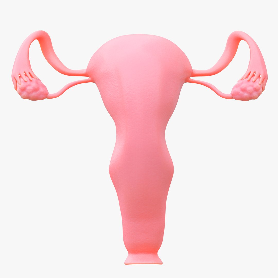 3D Female Reproductive System Section Bundle https://p.turbosquid.com/ts-thumb/dD/W7jmP8/t5/13/png/1680108274/1920x1080/fit_q87/3dd98bf33839187740d2727d32d594dd122969d6/13.jpg