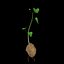 Solanum Tuberosum