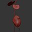 Solanum Tuberosum