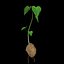 Solanum Tuberosum