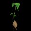 Solanum Tuberosum
