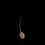 Solanum Tuberosum