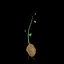 Solanum Tuberosum
