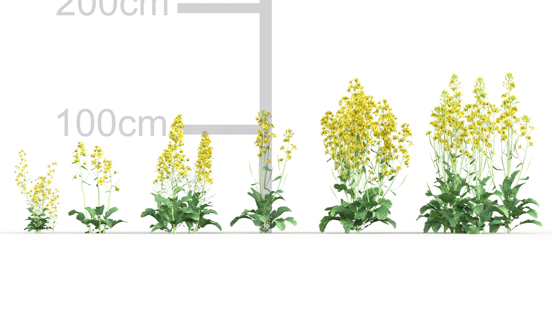 3D model Brassica napus https://p.turbosquid.com/ts-thumb/dD/fVhaPA/0O/gd_v19_brassica_napus_01/jpg/1787553692/1920x1080/fit_q87/7d16bb41fc4775791ee265d4284eb3cd8d76a1d3/gd_v19_brassica_napus_01.jpg