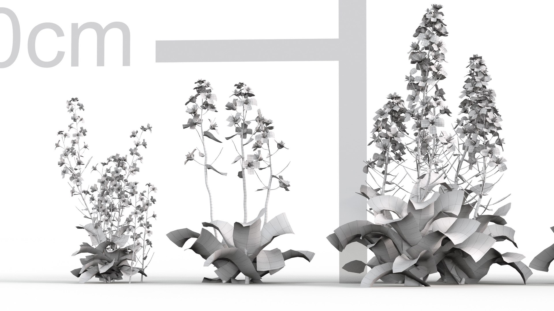 3D model Brassica napus https://p.turbosquid.com/ts-thumb/dD/fVhaPA/79/gd_v19_brassica_napus_wire01/jpg/1787553690/1920x1080/fit_q87/7a5422dea9d13cf37908965e67a396ac37787380/gd_v19_brassica_napus_wire01.jpg