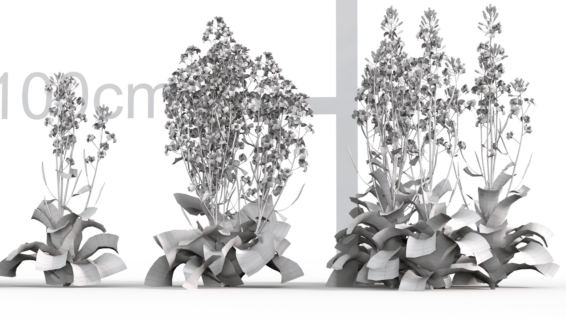 3D model Brassica napus https://p.turbosquid.com/ts-thumb/dD/fVhaPA/9K/gd_v19_brassica_napus_wire02/jpg/1787553690/1920x1080/fit_q87/2dc84707de2d72da9fadbfadd448aac0307105ed/gd_v19_brassica_napus_wire02.jpg