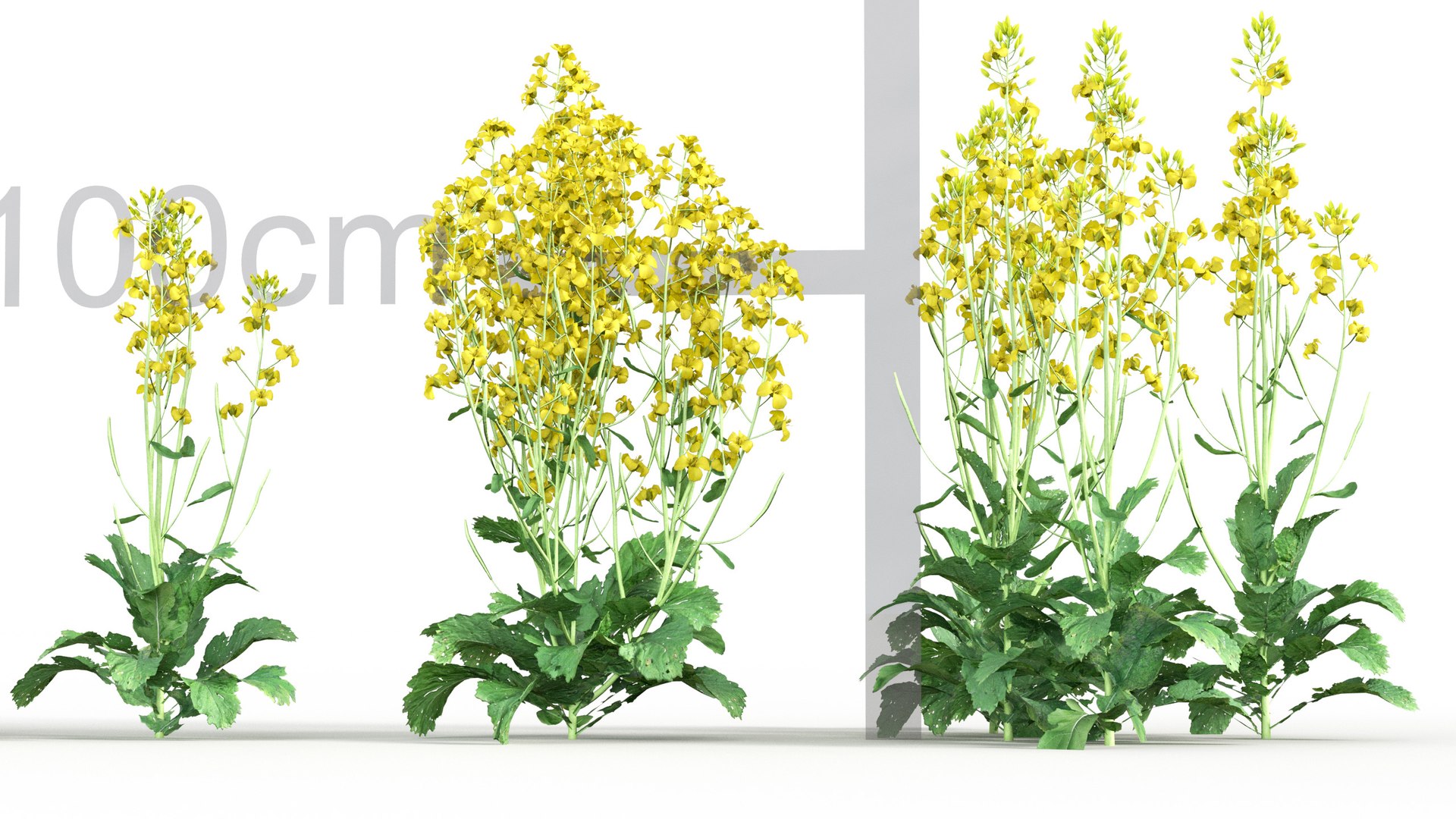 3D model Brassica napus https://p.turbosquid.com/ts-thumb/dD/fVhaPA/At/gd_v19_brassica_napus_03/jpg/1787553694/1920x1080/fit_q87/587161da66326eaaf9730f12e03f358a5515c5c0/gd_v19_brassica_napus_03.jpg