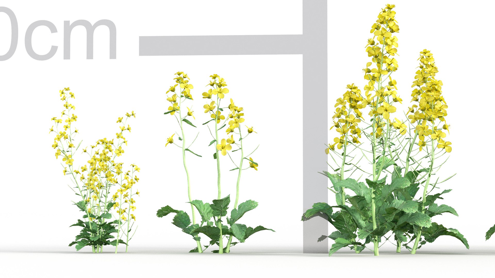 3D model Brassica napus https://p.turbosquid.com/ts-thumb/dD/fVhaPA/Cr/gd_v19_brassica_napus_02/jpg/1787553693/1920x1080/fit_q87/b64a0278f3848d291e55ca2803c2d548953f4849/gd_v19_brassica_napus_02.jpg