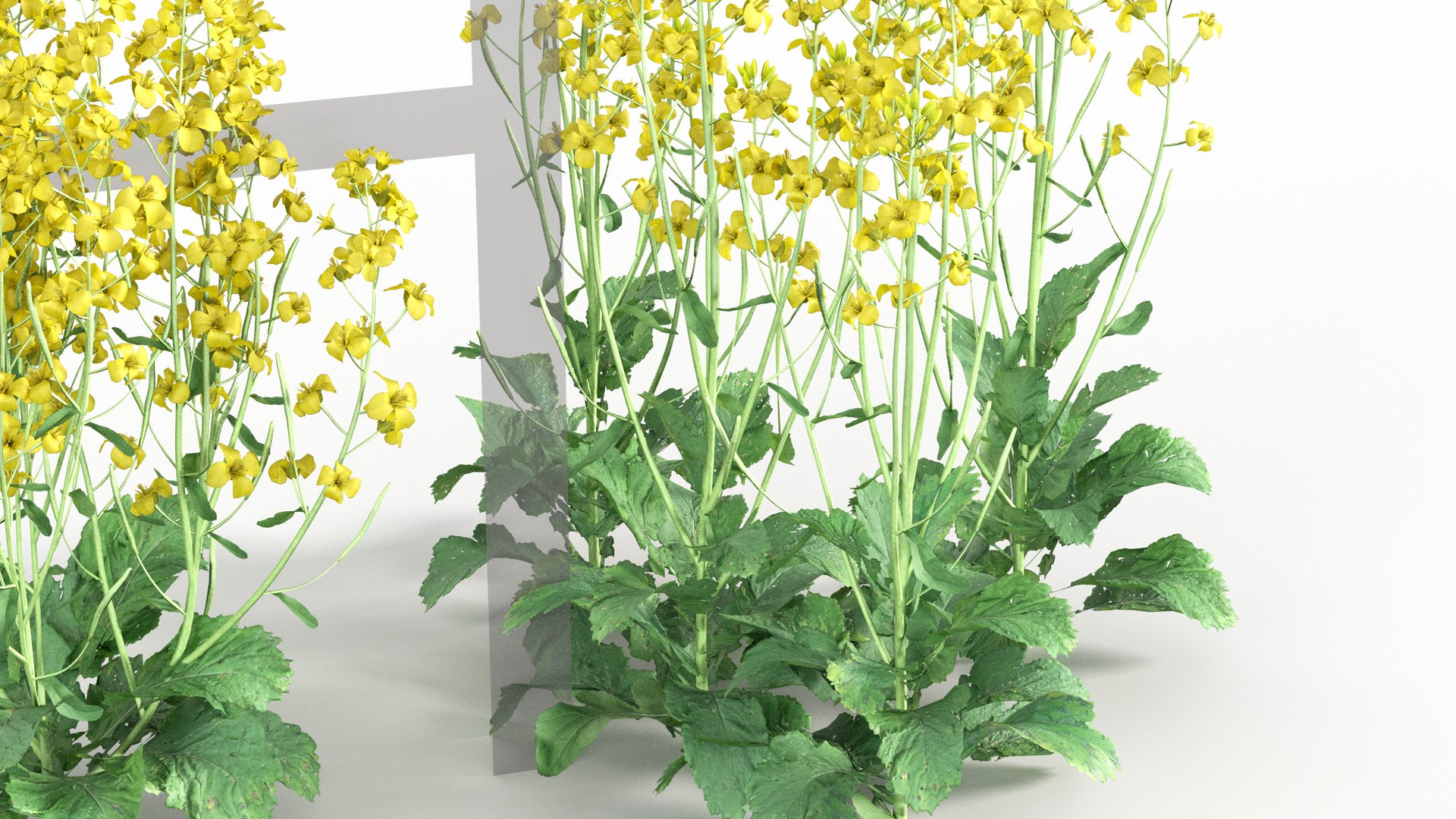3D model Brassica napus https://p.turbosquid.com/ts-thumb/dD/fVhaPA/GS/gd_v19_brassica_napus_04/jpg/1787553697/1920x1080/fit_q87/db30a261593611985d090a0c20dc753b8514c95d/gd_v19_brassica_napus_04.jpg