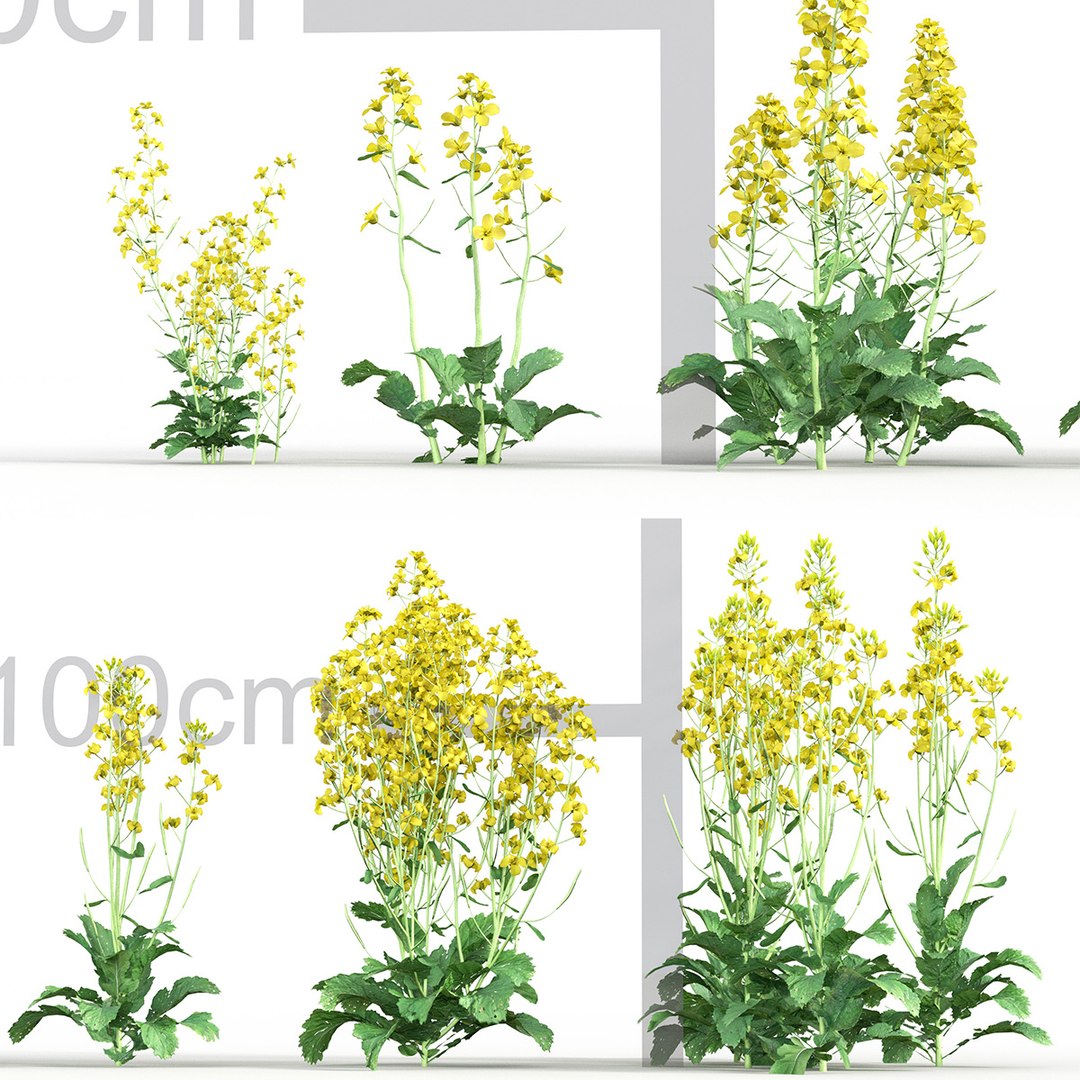 3D model Brassica napus https://p.turbosquid.com/ts-thumb/dD/fVhaPA/ts/gd_v19_brassica_napus_tb/jpg/1787553695/1920x1080/fit_q87/d4397a3d7d4c27d197a9a82f297c3cccd4fcf9c4/gd_v19_brassica_napus_tb.jpg