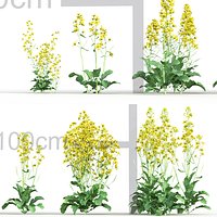 Brassica napus