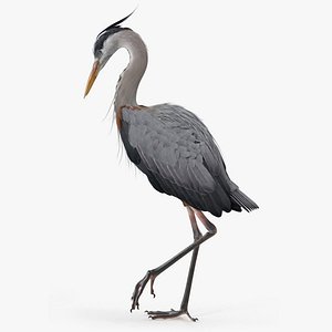 Realistic Great Blue Heron Rigged