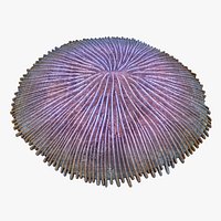 Fungia