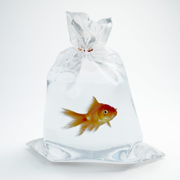 modèle 3D de Collection de poissons à queue de poisson rouge - TurboSquid  1939051