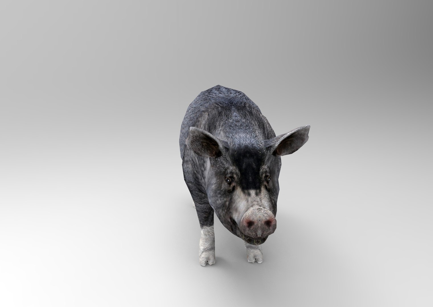Pig rigged animation 3D model - TurboSquid 1212905