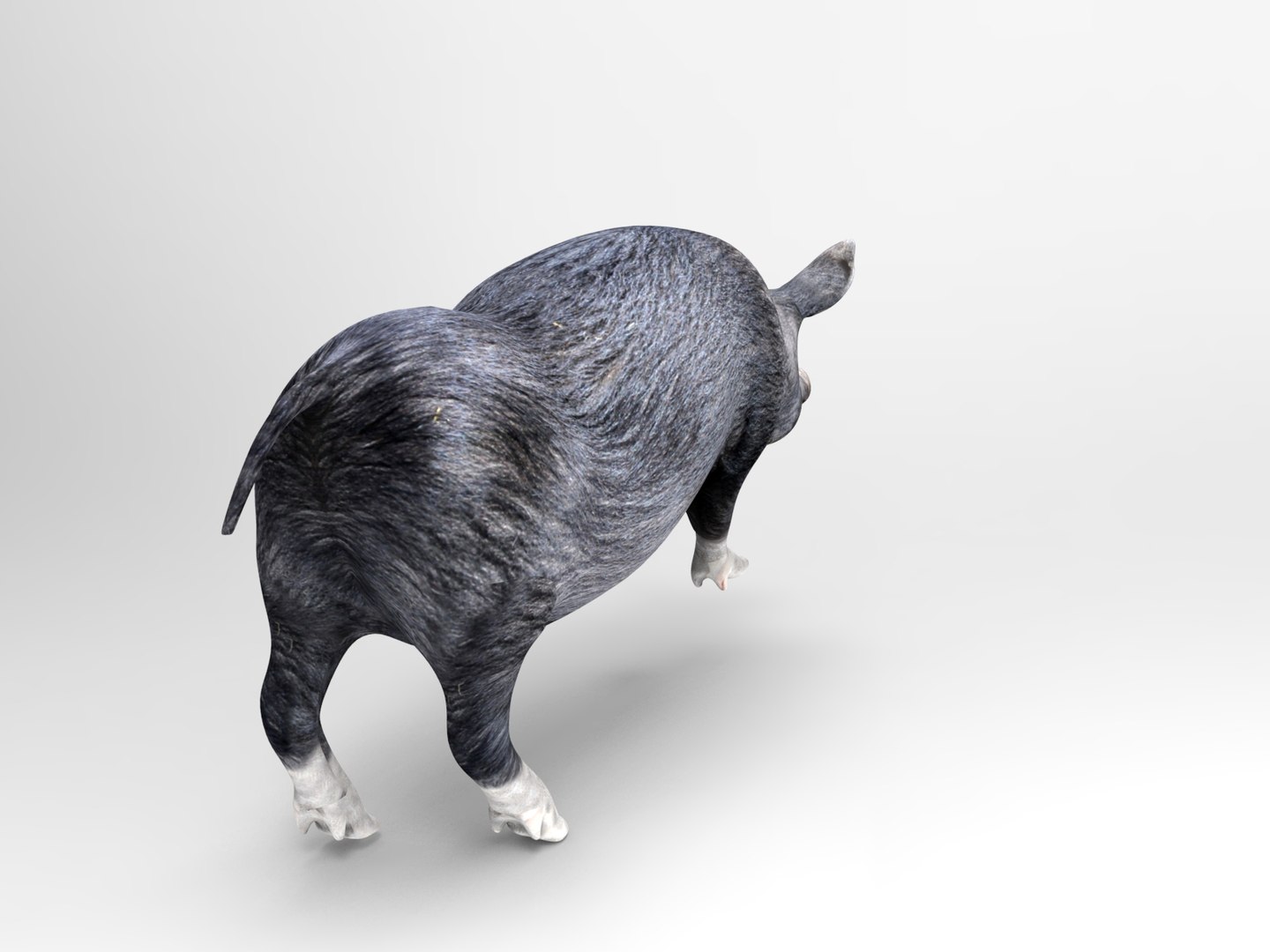 Pig rigged animation 3D model - TurboSquid 1212905
