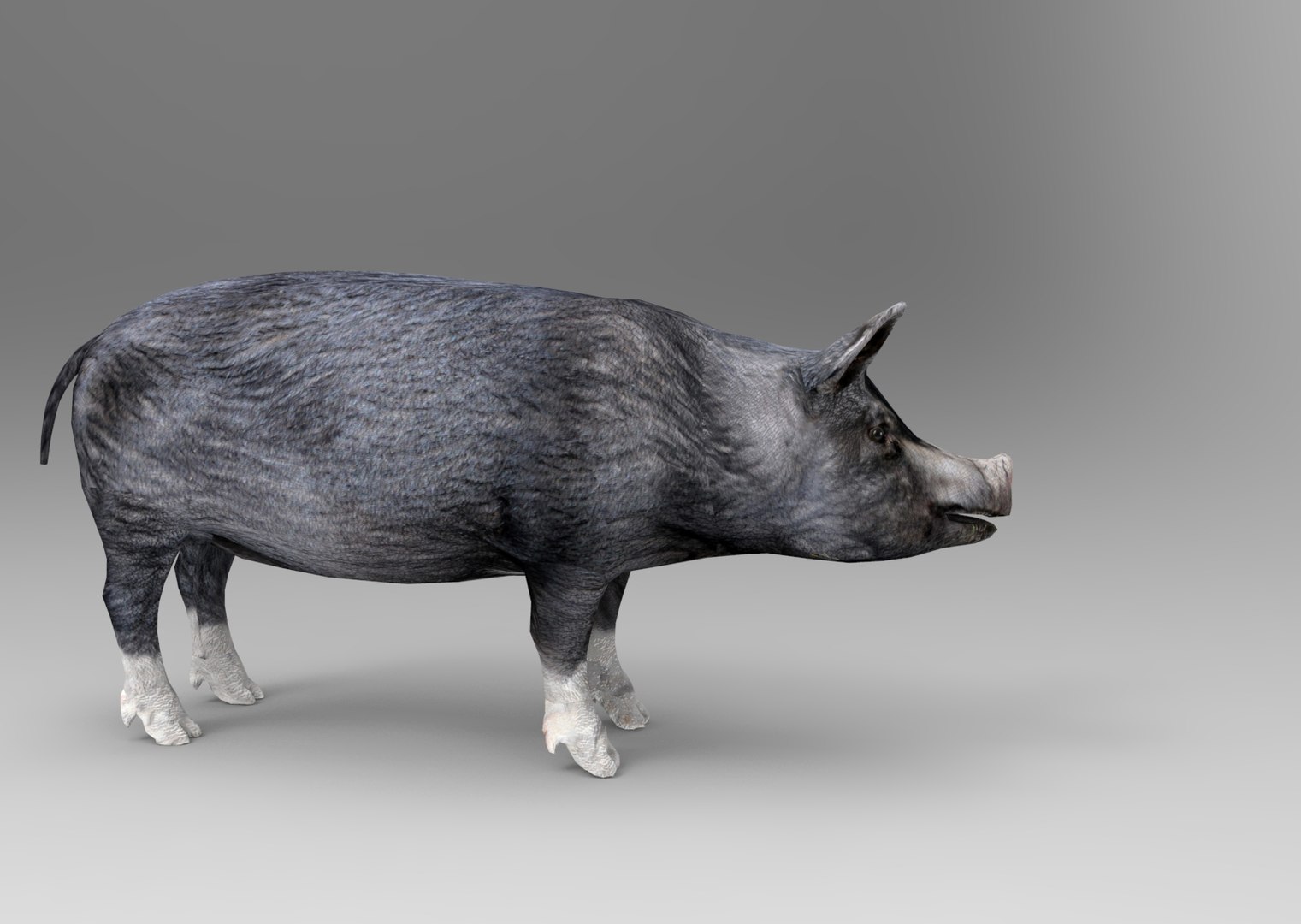 Pig rigged animation 3D model - TurboSquid 1212905