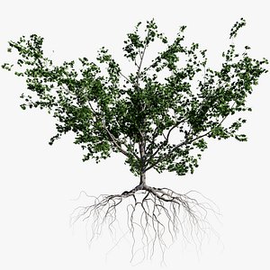 3D model maple summer 4 tree bark