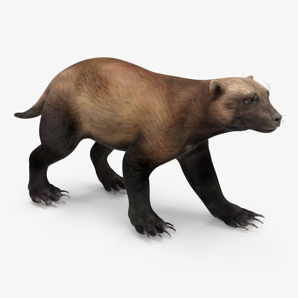 modelo 3d Pose para caminar de color oscuro de Wolverine - TurboSquid ...