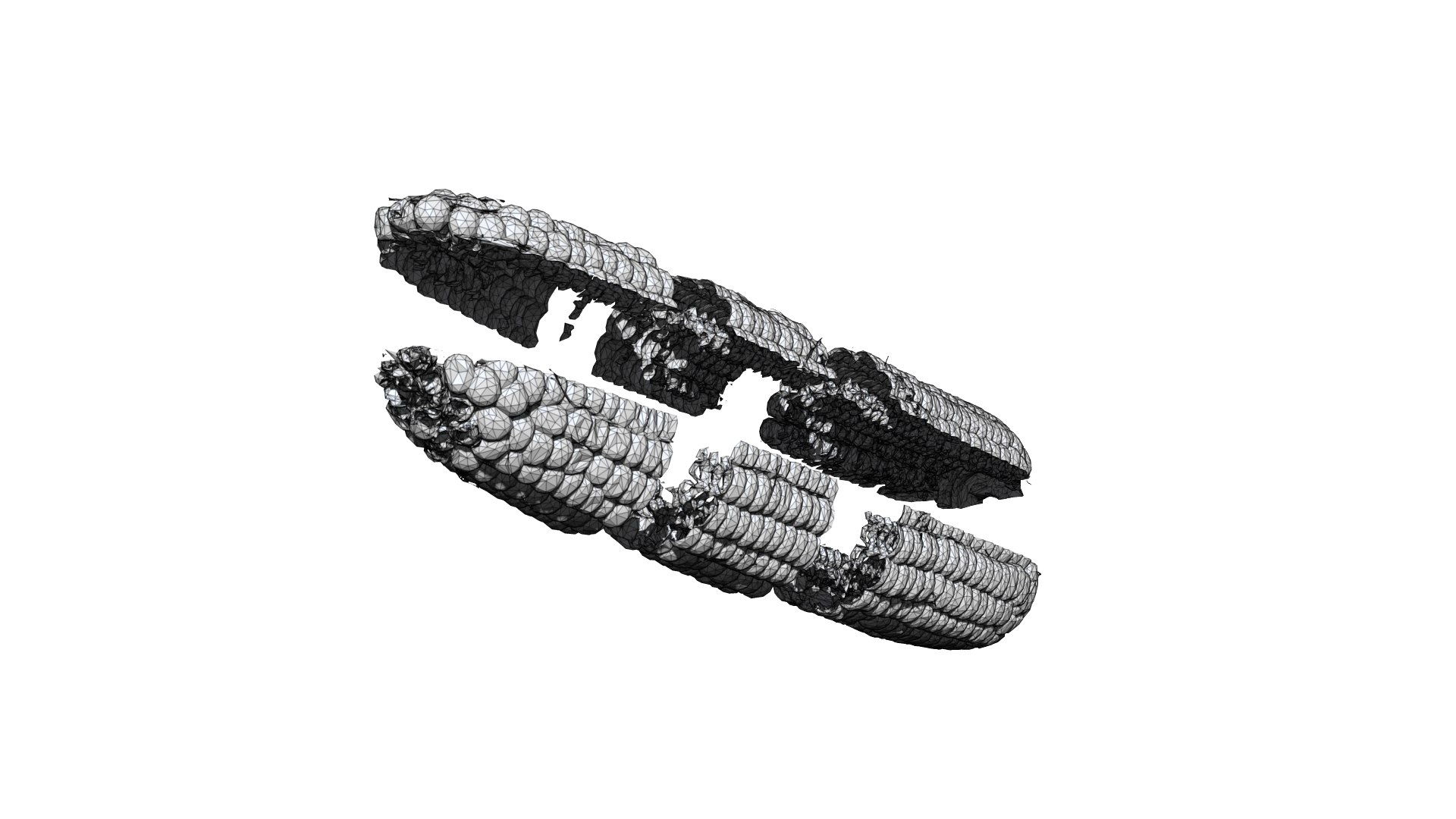 3D Corn 3D CT Scan Model Cut3 Decimate 5 Percent Model - TurboSquid 1945275