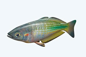 3D rainbow fish