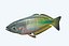 Rainbow Fish