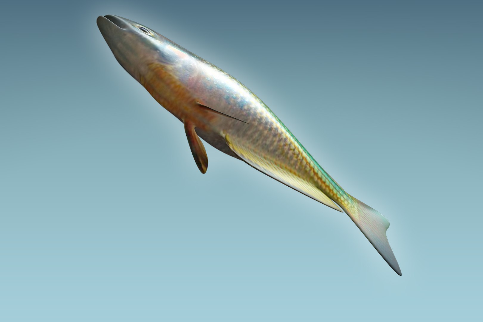 3D rainbow fish https://p.turbosquid.com/ts-thumb/dE/QCykXN/XuONS1C7/07/jpg/1505112777/1920x1080/fit_q87/73702932e5aea4538aed0988cc3c716c1e75b520/07.jpg