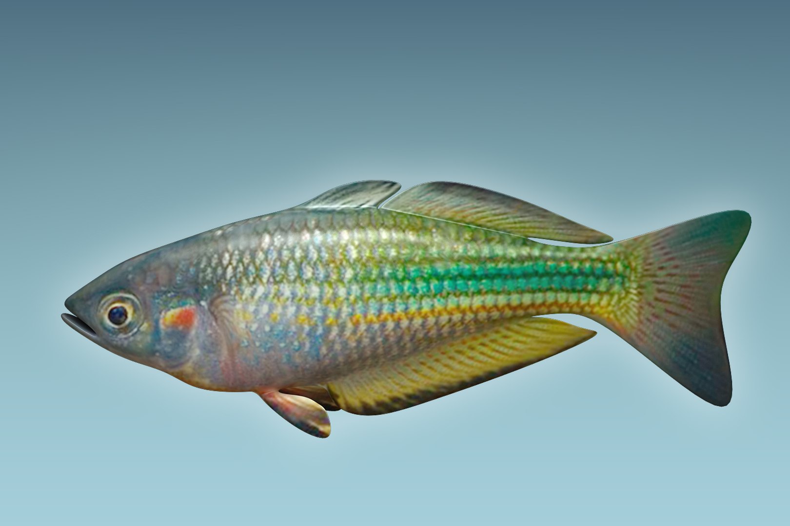 3D rainbow fish https://p.turbosquid.com/ts-thumb/dE/QCykXN/ahdLm0YO/02/jpg/1505112610/1920x1080/fit_q87/4107d8a6e1c2d7370e61b12d7e08ebfa63a9e1e4/02.jpg