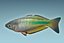 Rainbow Fish