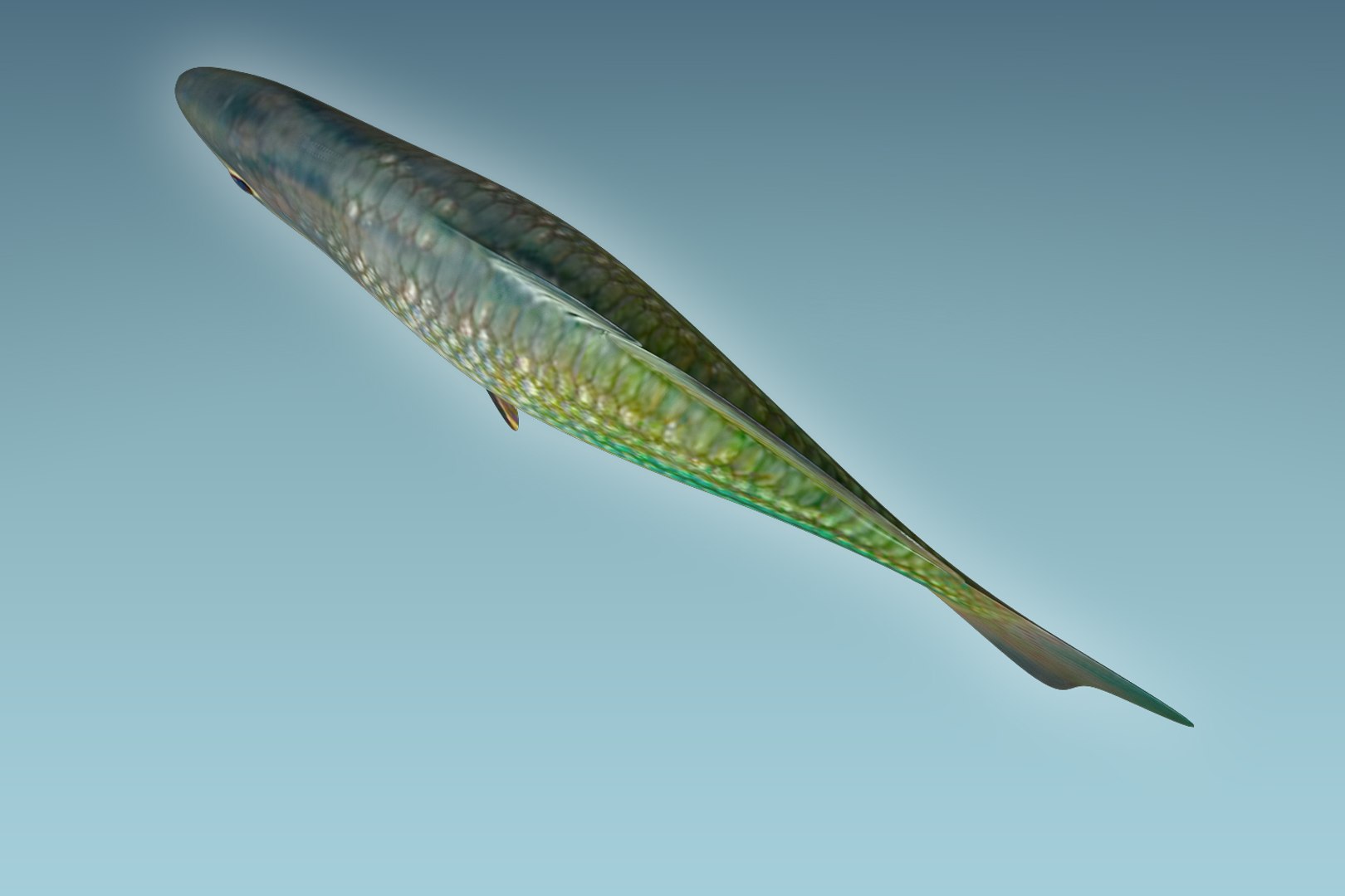 3D rainbow fish https://p.turbosquid.com/ts-thumb/dE/QCykXN/dVkDNNX1/06/jpg/1505112708/1920x1080/fit_q87/a2c722470b05c1b83cd11137a4d3a56642e6314f/06.jpg
