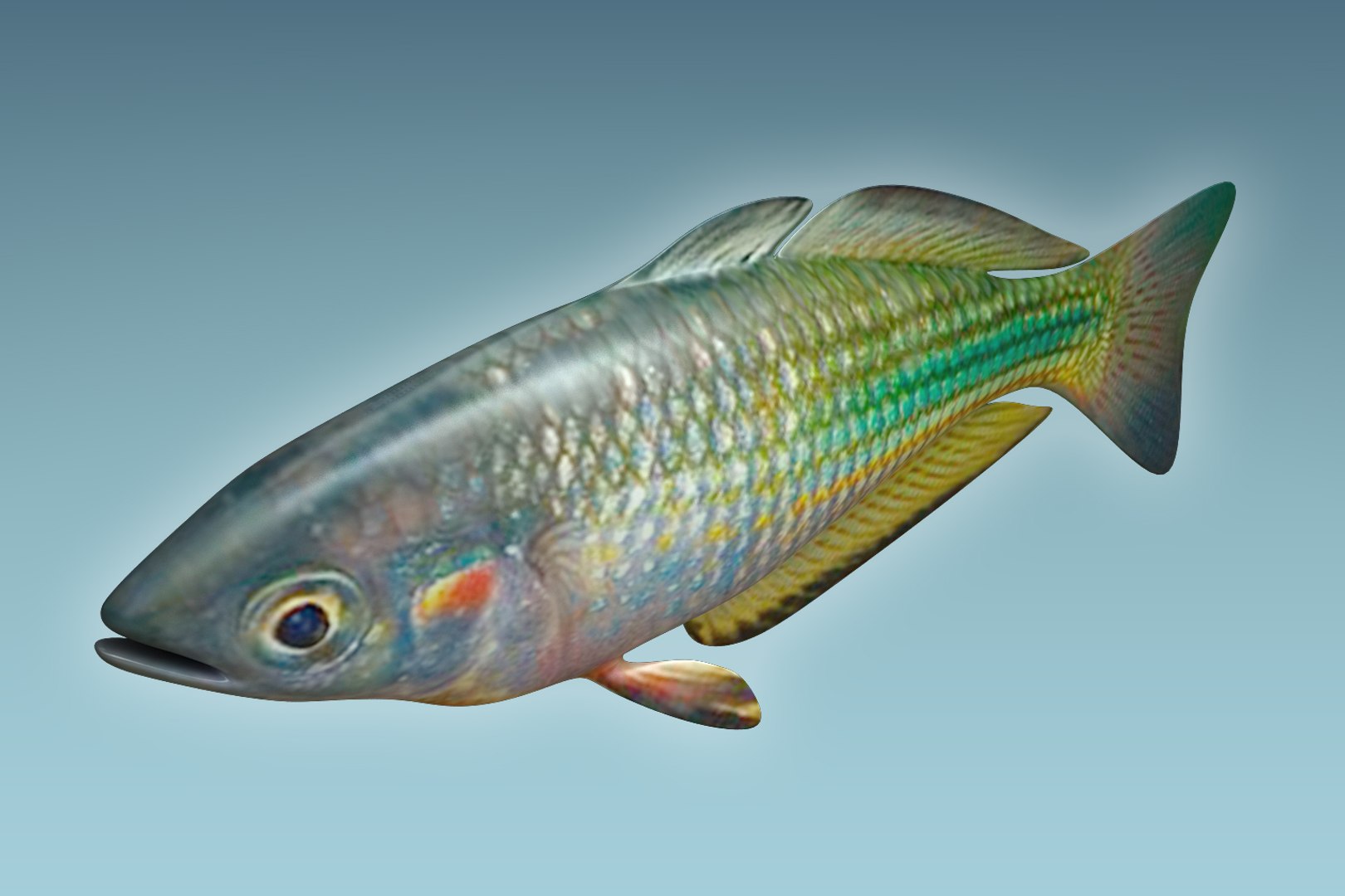 3D rainbow fish https://p.turbosquid.com/ts-thumb/dE/QCykXN/tUiTIUxH/03/jpg/1505112631/1920x1080/fit_q87/4da91c5218d07e0f8d5bb162b9e0e41e68d13ff4/03.jpg