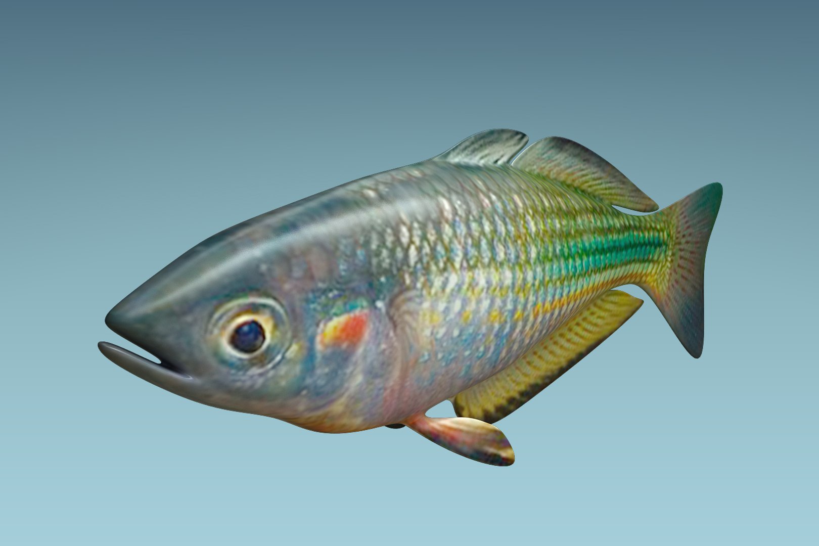 3D rainbow fish https://p.turbosquid.com/ts-thumb/dE/QCykXN/vMzhBYYY/05/jpg/1505112682/1920x1080/fit_q87/c63d5547bdfb4e0542e27894c718c003ec9b64a7/05.jpg
