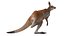 Kangaroo Fur Rigged