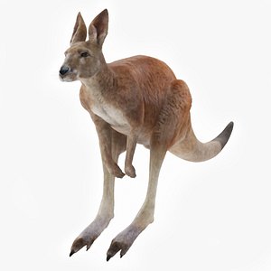Kangaroo Fur Rigged