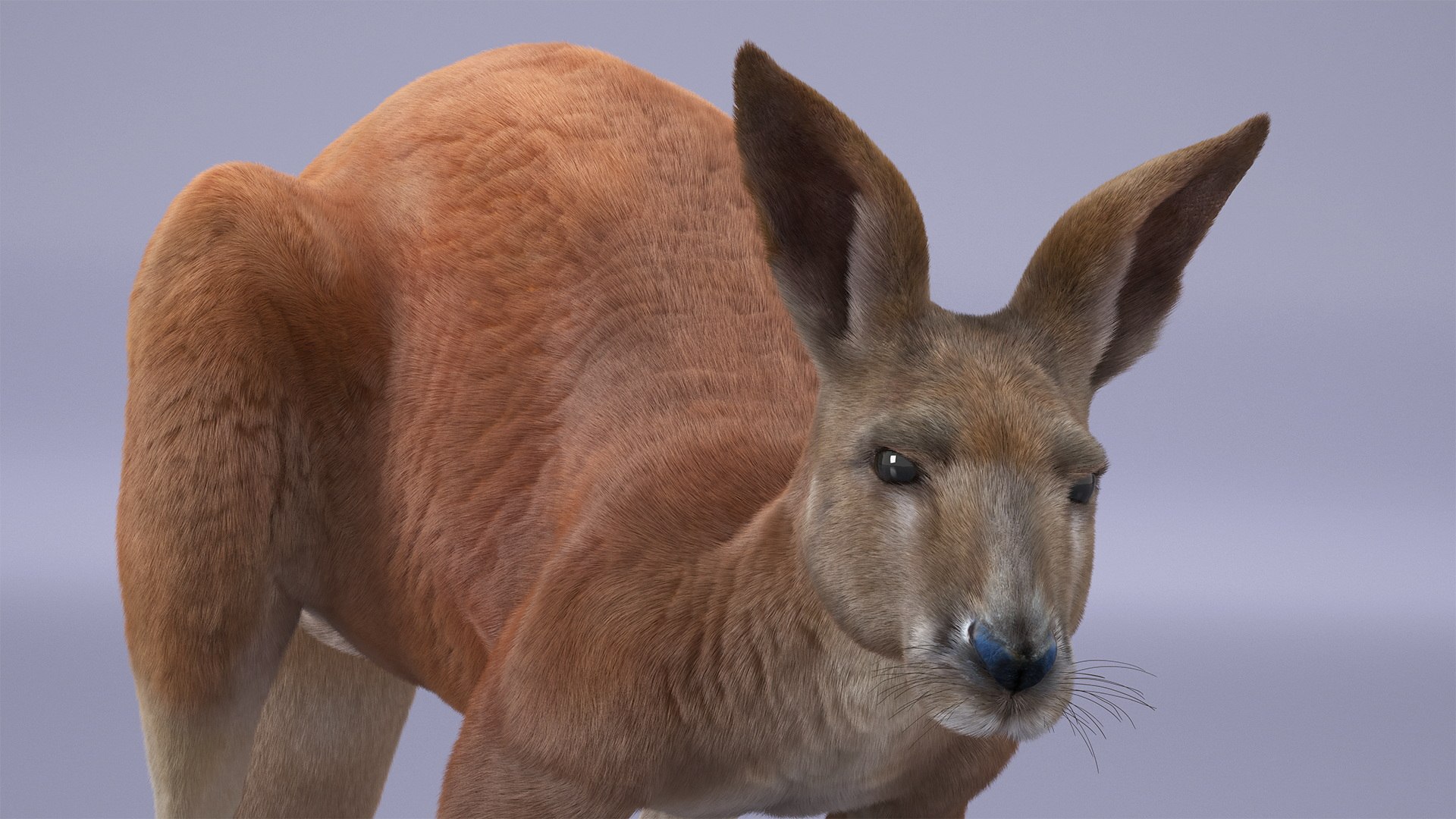 Kangaroo Fur Rigged 3D model https://p.turbosquid.com/ts-thumb/dE/SiraqH/Ih/kangaroofurriggedvray3dmodel010/jpg/1727062353/1920x1080/fit_q87/ce04e21ff9efec269bcb00cdb296821c0ed1f90d/kangaroofurriggedvray3dmodel010.jpg