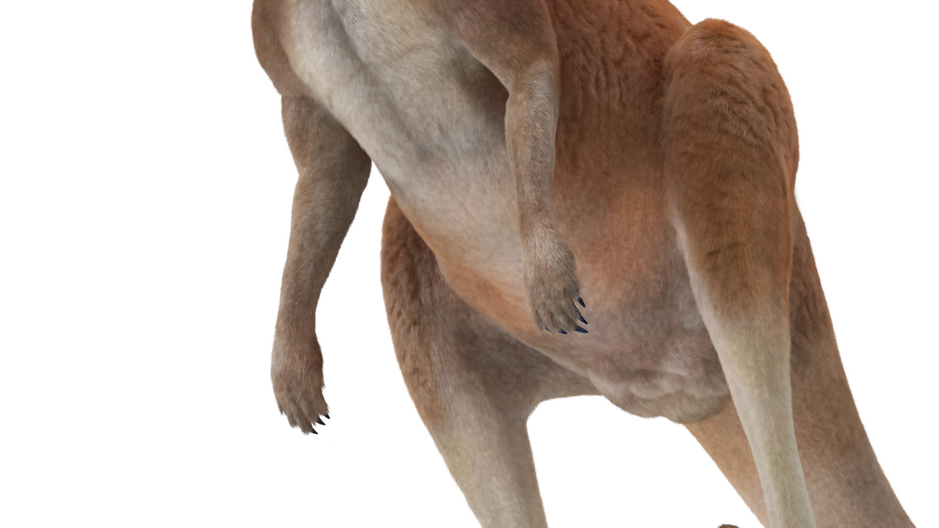 Kangaroo Fur Rigged 3D model https://p.turbosquid.com/ts-thumb/dE/SiraqH/LP/kangaroofurriggedvray3dmodel018/jpg/1727062384/1920x1080/fit_q87/e5546ebb8a60418d4239f48a700a1c10e5cde780/kangaroofurriggedvray3dmodel018.jpg