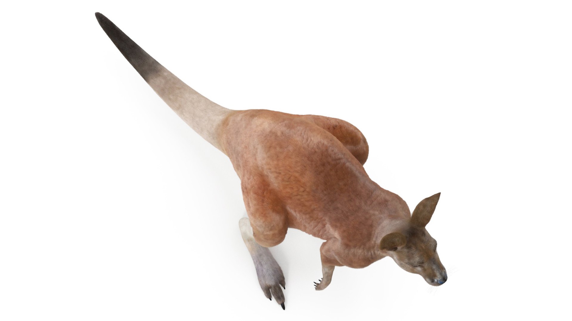 Kangaroo Fur Rigged 3D model https://p.turbosquid.com/ts-thumb/dE/SiraqH/Op/kangaroofurriggedvray3dmodel013/jpg/1727062364/1920x1080/fit_q87/edae87a1c5163831f1465fc040a725ef44e33ef2/kangaroofurriggedvray3dmodel013.jpg