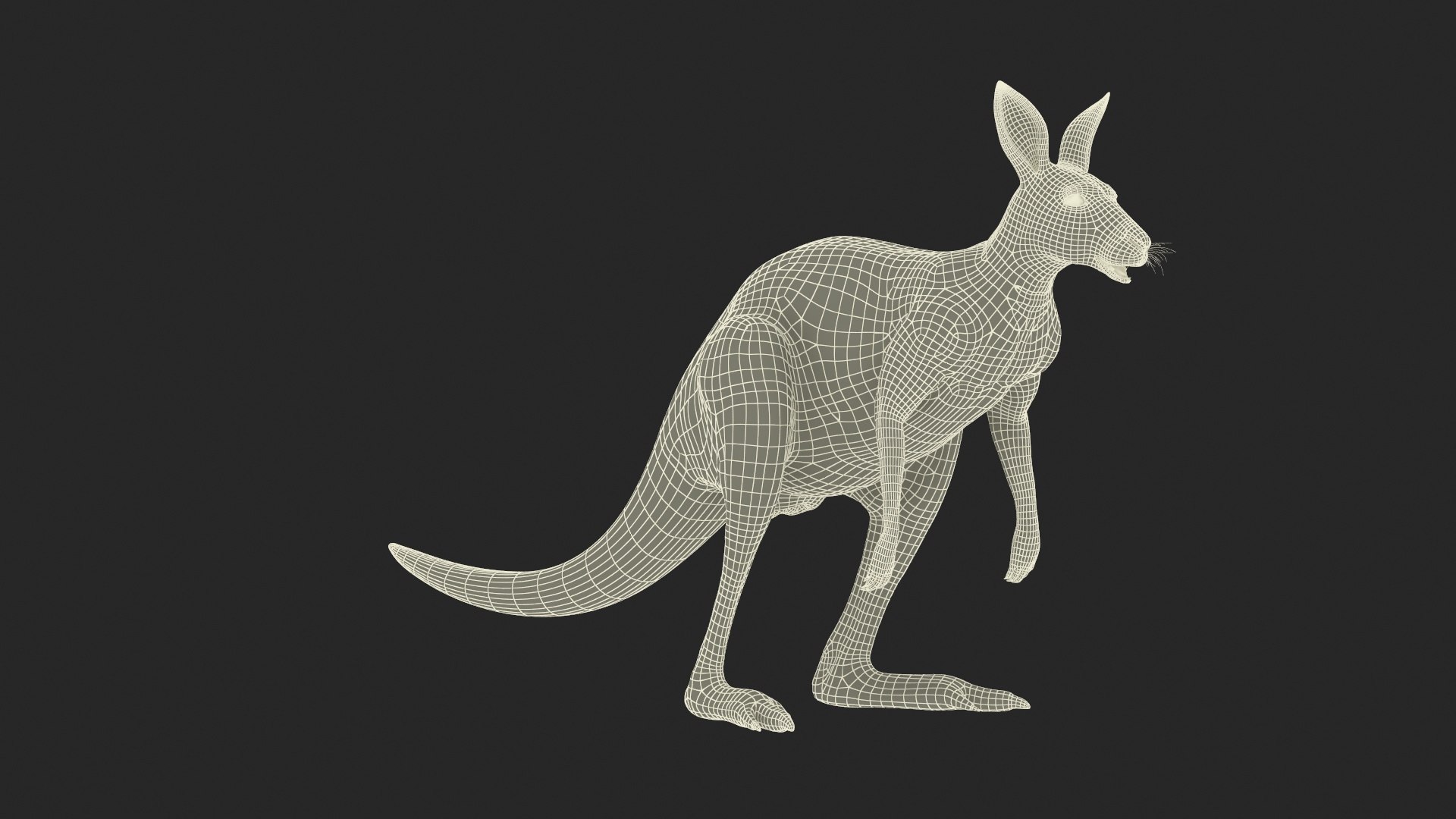 Kangaroo Fur Rigged 3D model https://p.turbosquid.com/ts-thumb/dE/SiraqH/R9/kangaroofurriggedvray3dmodel028/jpg/1727062423/1920x1080/fit_q87/5e7b1509f0ff920d3a5d01267368070d6ceda383/kangaroofurriggedvray3dmodel028.jpg