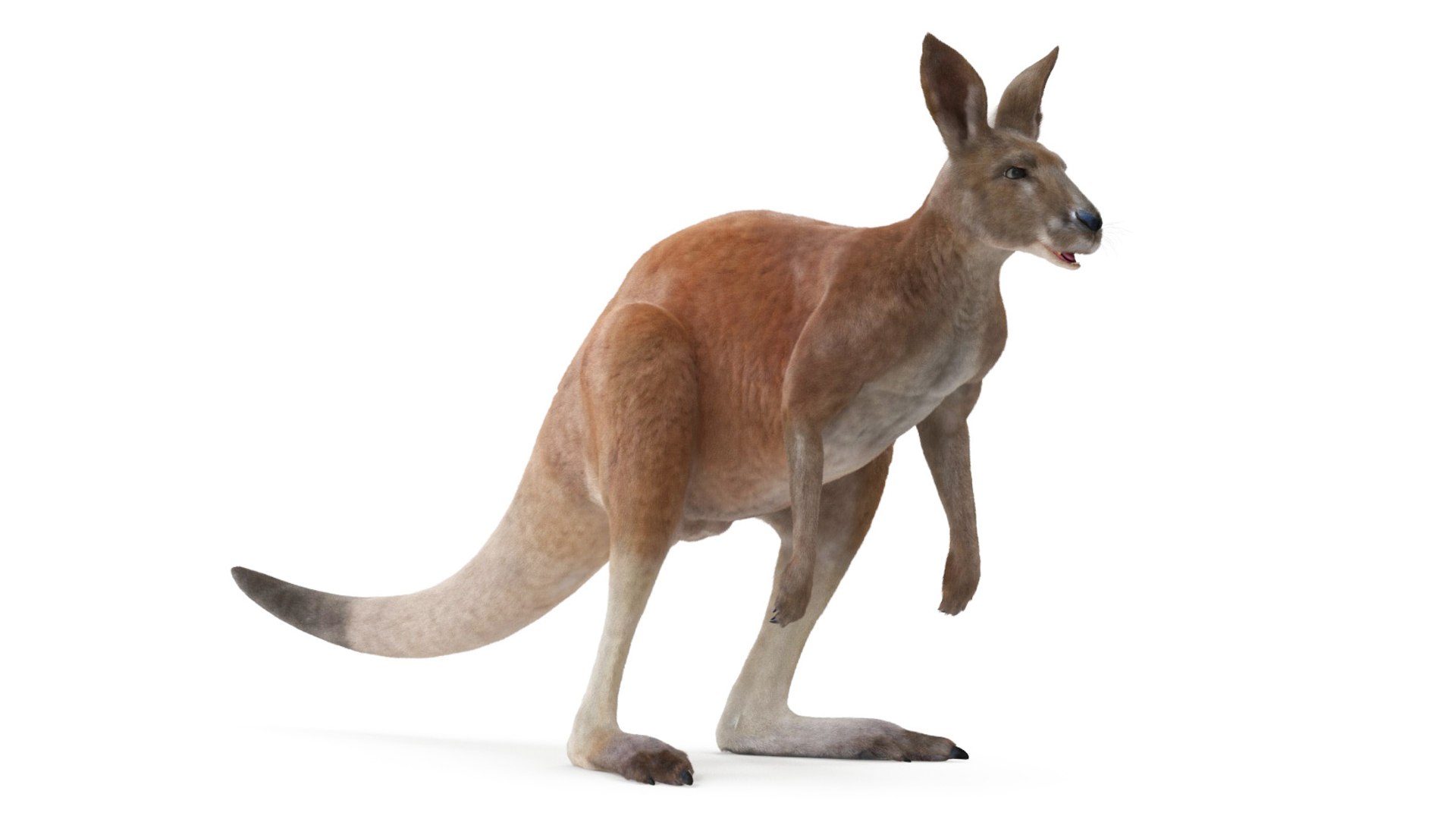 Kangaroo Fur Rigged 3D model https://p.turbosquid.com/ts-thumb/dE/SiraqH/X3/kangaroofurriggedvray3dmodel011/jpg/1727062357/1920x1080/fit_q87/847bf6b3f3028a2f0edd160d2f8c309988295a09/kangaroofurriggedvray3dmodel011.jpg