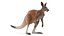 Kangaroo Fur Rigged