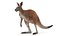 Kangaroo Fur Rigged