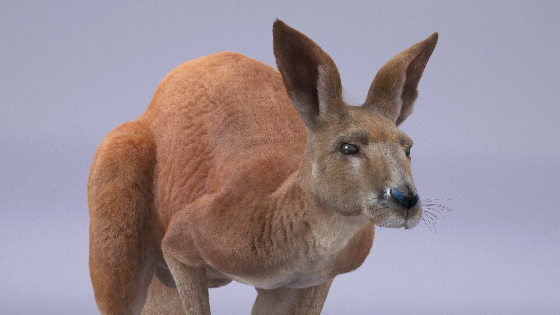 Kangaroo Fur Rigged 3D model https://p.turbosquid.com/ts-thumb/dE/SiraqH/zN/kangaroofurriggedvray3dmodel008/jpg/1727062345/1920x1080/fit_q87/d869eb846a23027d2c3a3acff467f5284df0ce4d/kangaroofurriggedvray3dmodel008.jpg