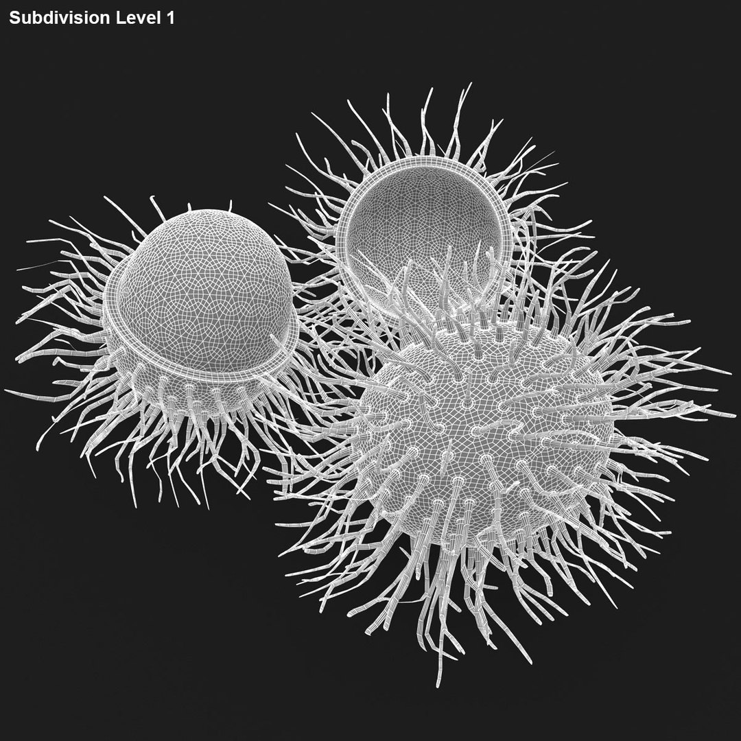 max realistic rambutan