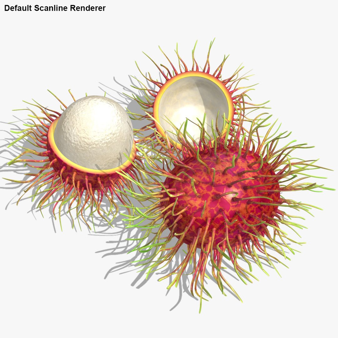 max realistic rambutan