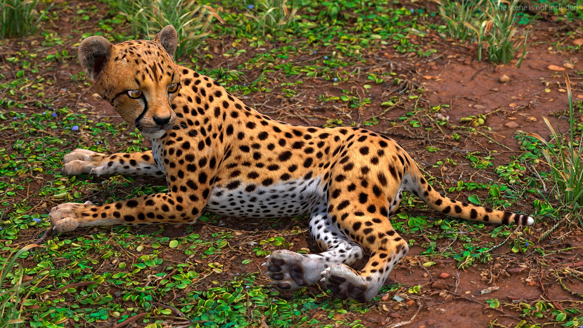 3D Cheetah Cub Lying Pose model https://p.turbosquid.com/ts-thumb/dF/75HfXq/2h/cheetah_cub_lying_pose_002/jpg/1739999142/1920x1080/fit_q87/2d1b9f9851543c8f78b277f9eba5d36037d3b258/cheetah_cub_lying_pose_002.jpg