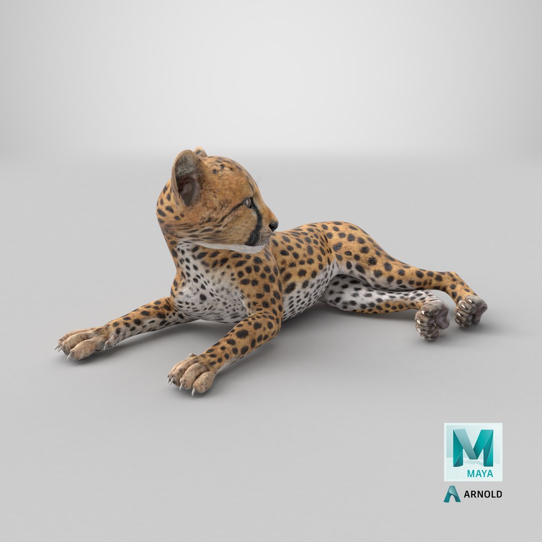 3D Cheetah Cub Lying Pose model https://p.turbosquid.com/ts-thumb/dF/75HfXq/6u/stemcell_maya_arnold_render/png/1744378412/1920x1080/fit_q87/1ec23d193f2928aaf22fa81b44604e861d20330e/stemcell_maya_arnold_render.jpg