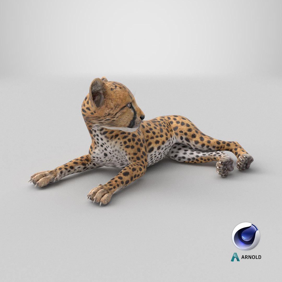 3D Cheetah Cub Lying Pose model https://p.turbosquid.com/ts-thumb/dF/75HfXq/9j/stemcell_cinema_4d_arnold_render/png/1744378416/1920x1080/fit_q87/f89f942ffa528def4c6e13b87592d9287bed0f46/stemcell_cinema_4d_arnold_render.jpg