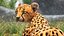 3D Cheetah Cub Lying Pose model