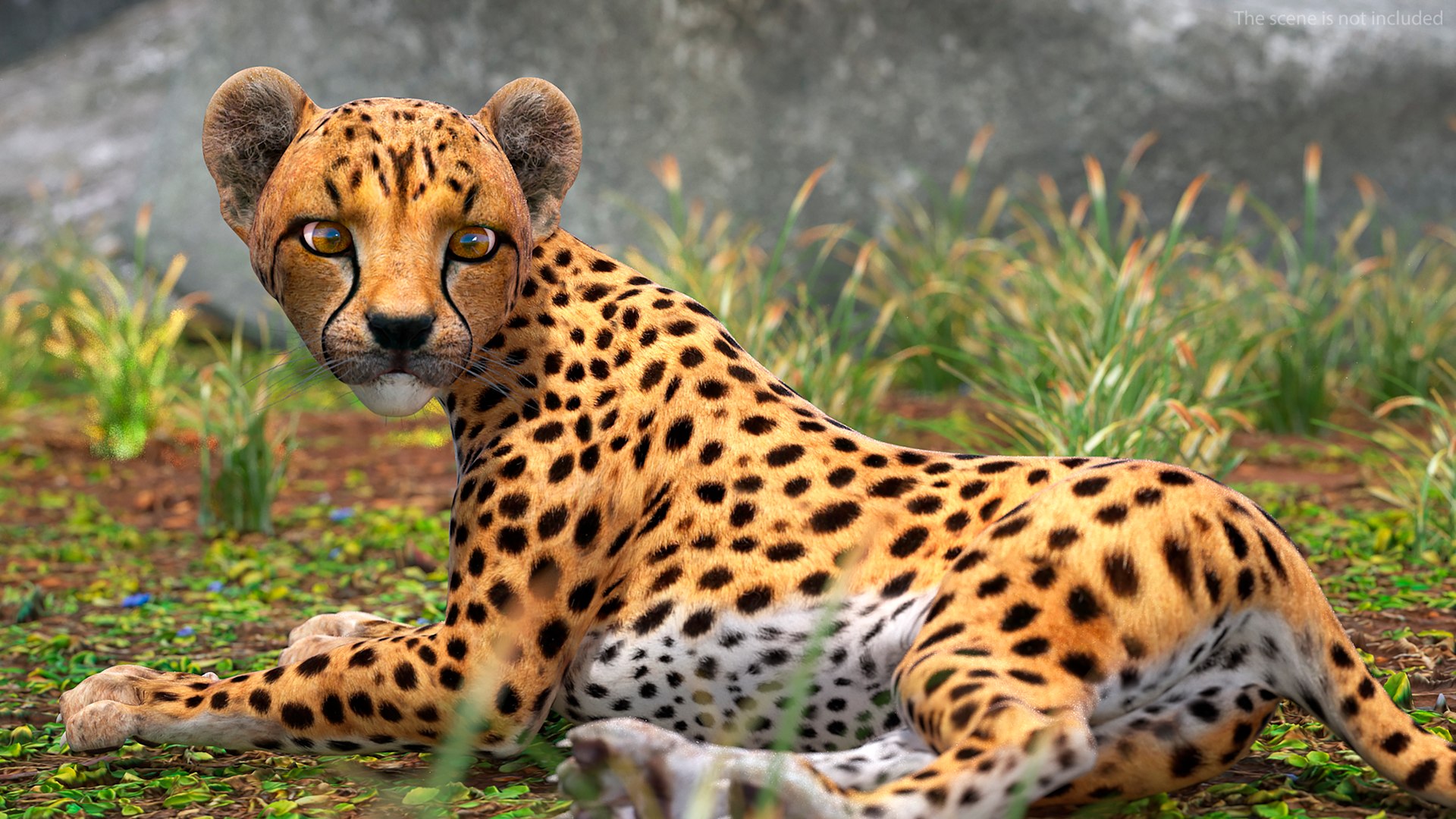 3D Cheetah Cub Lying Pose model https://p.turbosquid.com/ts-thumb/dF/75HfXq/O2/cheetah_cub_lying_pose_004/jpg/1739999156/1920x1080/fit_q87/04047da4e62c53a086e13db5f848b567daa0d180/cheetah_cub_lying_pose_004.jpg