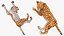 3D Cheetah Cub Lying Pose model